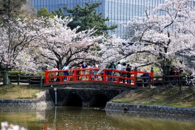 桜の花見におすすめな亀城公園の画像
