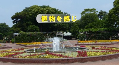 花見をしに名古屋・豊橋ののんほいパークにおでかけの画像01