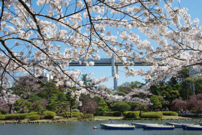 千葉公園で花見に子どもと行こうのイメージ画像