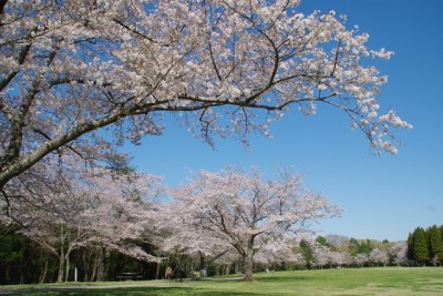 千葉泉自然公園で花見に子どもと行こうのイメージ画像