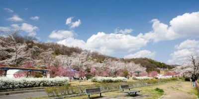 桜の花見の水源公園の画像