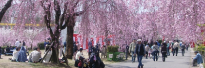 桜、開花、名古屋、東谷山の画像