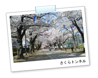 桜の花見におすすめな豊川市桜まつりの画像01