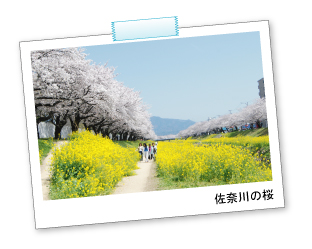 桜の花見におすすめな豊川市桜まつりの画像02