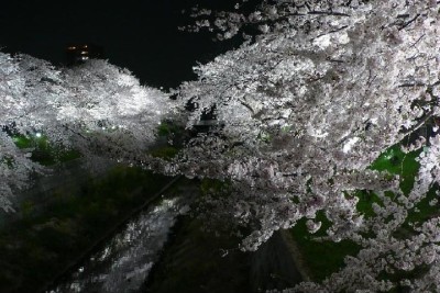 名古屋山崎川で花見に親子でおでかけのイメージ画像