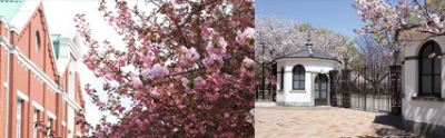 桜情報、造幣局、桜の通り抜け、造幣局本局の画像