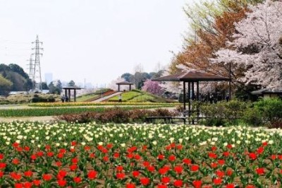 チューリップの花畑がきれいな公園など大宮花の丘農林公苑の画像02