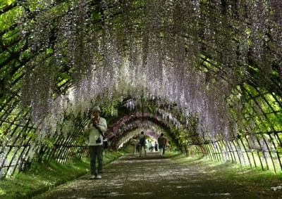 藤の花の名所の河内藤園の藤