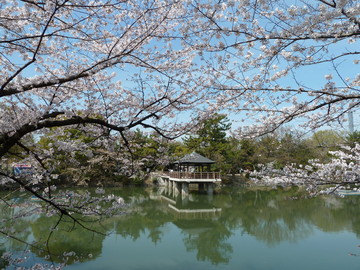 名古屋鶴舞公園で花見に親子でおでかけのイメージ画像