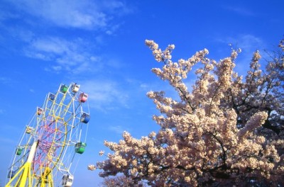 桜の花見におすすめな東京のテーマパークのイメージ画像