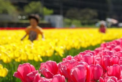 チューリップの花畑がきれいな公園のイメージ画像