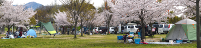 花見もバーベキューも楽しみたいバーベキューサイトと桜の画像