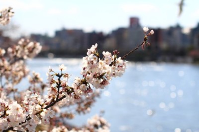 東京の桜の名所の隅田川テラスのイメージ画像