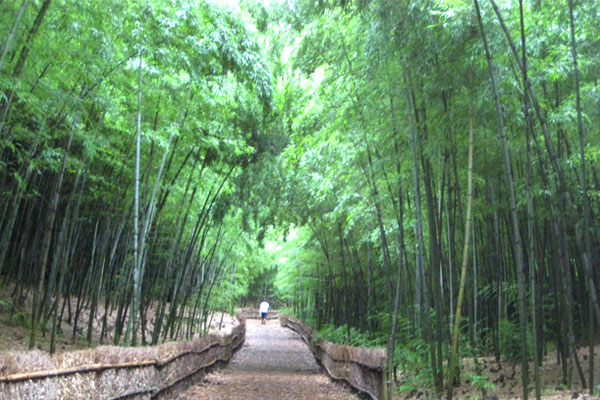 たけのこ掘り旬名古屋の画像