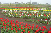 足立区都市農業公園のチューリップ畑の画像