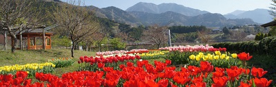 お弁当ピクニック神奈川県秦野戸川公園の画像