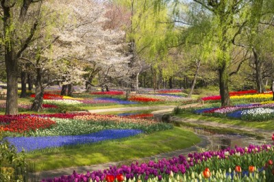 国営昭和記念公園のチューリップ畑の画像
