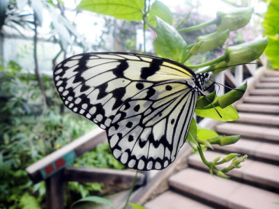 東京の遊び場で自然を学べる足立区生物園の画像