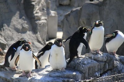 東京の遊び場・葛西臨海水族園にいるペンギンの画像02