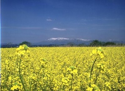 菜の花、お散歩、宮城県、名所、角田の菜の花の画像