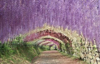 藤の花の名所のイメージ画像