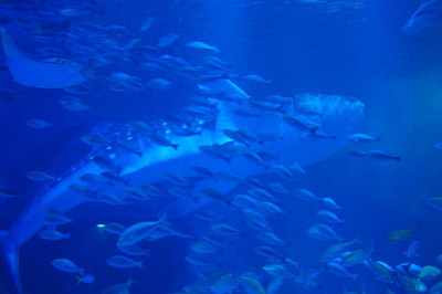 北陸新幹線で金沢といえばのとじま水族館もおすすめの館内水槽の画像