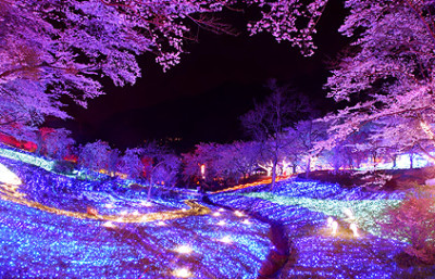 花見も楽しめる東京近郊のさがみ湖リゾートプレジャーフォレストの画像