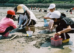 長崎潮干狩り小長井の画像