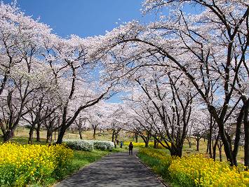 埼玉の菜の花の画像②