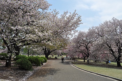 東京お花見おすすめ公園新宿の画像