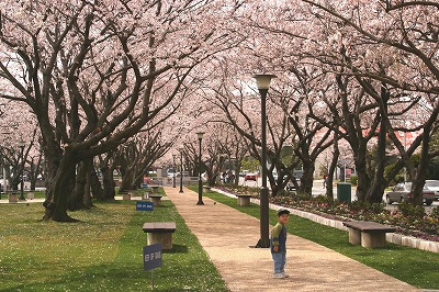 横須賀米軍基地フェスティバル