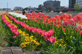チューリップの花畑がきれいな公園など葛西用水の画像01