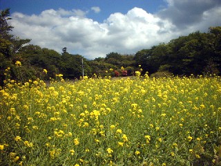 菜の花、お散歩、宮城県、名所、浦戸の画像