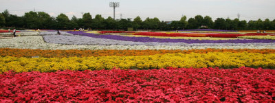 花の観光_なばなの郷の画像