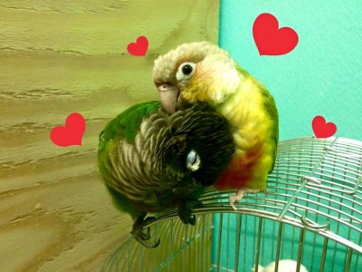 湘南にあるインコカフェの画像