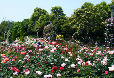 花の観光_バラまつりの画像