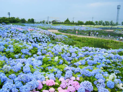 花の観光_あじさい・花しょうぶ祭り