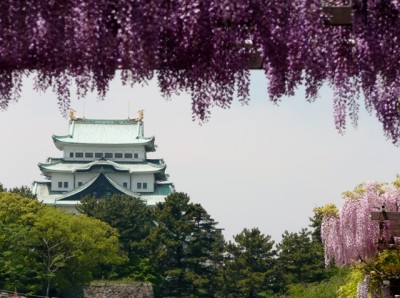 藤棚の名所名城公園の画像