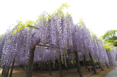 藤花園の藤