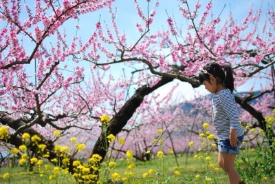 山梨の桃の花を見る子どものイメージ画像