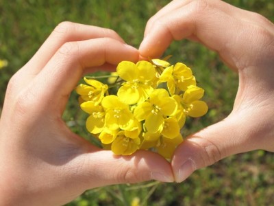家族でお出かけしたい全国人気菜の花畑の画像