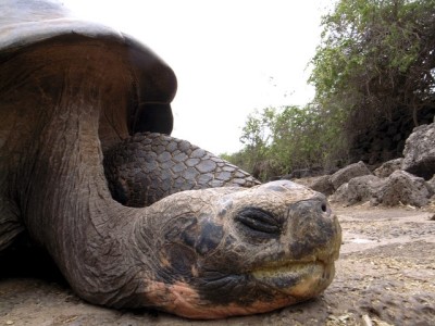 ガラパゴスゾウガメ