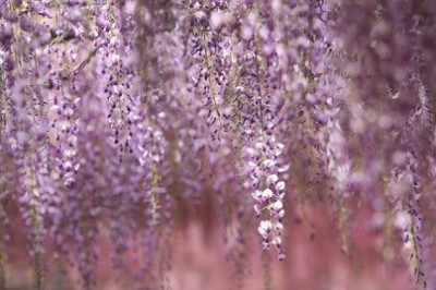 藤の花、癒される、藤の花の画像