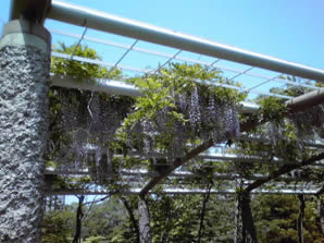 札幌中島公園の藤の花の画像