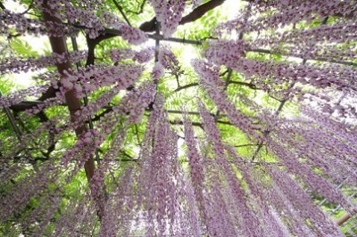 藤の花、癒される、藤棚の画像