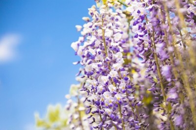 藤の花、癒される、青空と藤の画像