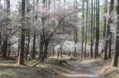 中ノ茶屋エリアで桜を楽しむふじさくら祭りの画像