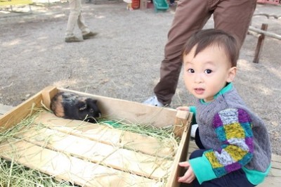 大阪、動物園、動物園の画像