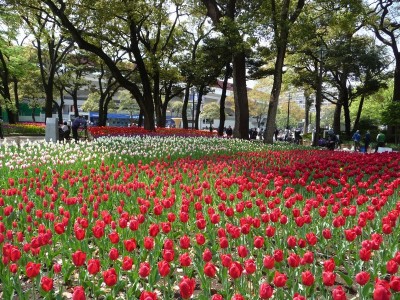 横浜公園のチューリップ畑の画像