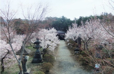 歴史民俗博物館エリアで桜を楽しむふじさくら祭りの画像